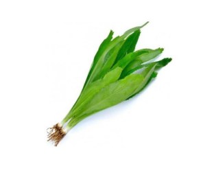 culantro4